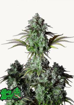 Samen 3x Original Big Bud Automatik Fast Buds